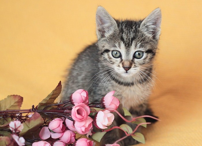 Kitten with pink flowers