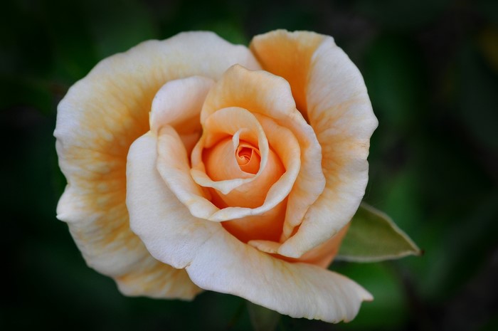 Close-up of a peach-colored rose