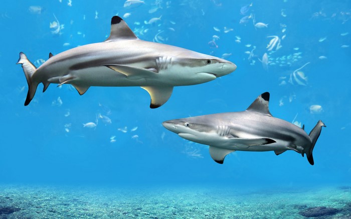 Two Blacktip Reef Sharks swimming in clear blue water