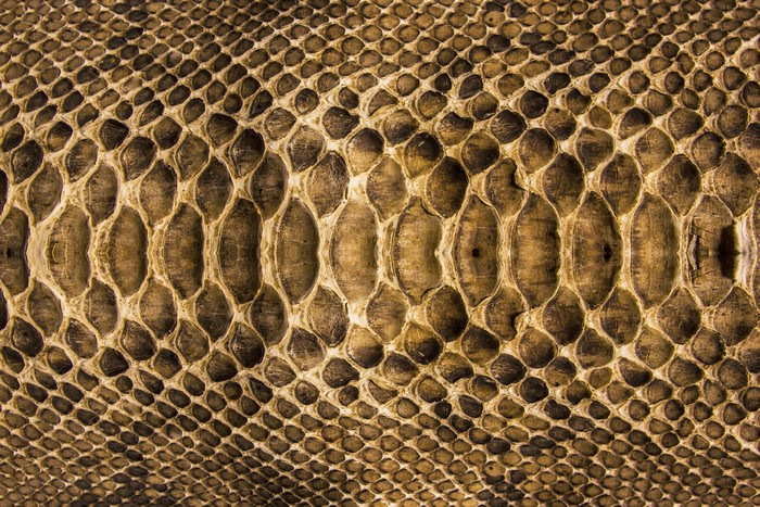 Snake skin texture