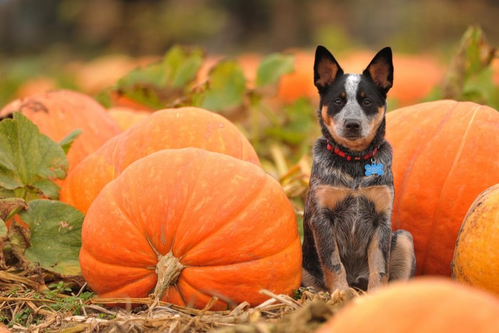 Australian Cattle Dog in a Pumpkin Patch