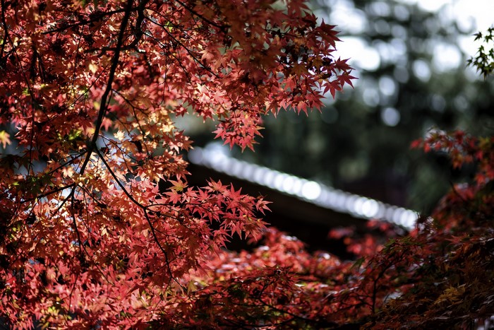 Red Maple Leaves in Autumn