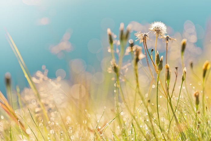 Dandelions in a meadow with dew drops