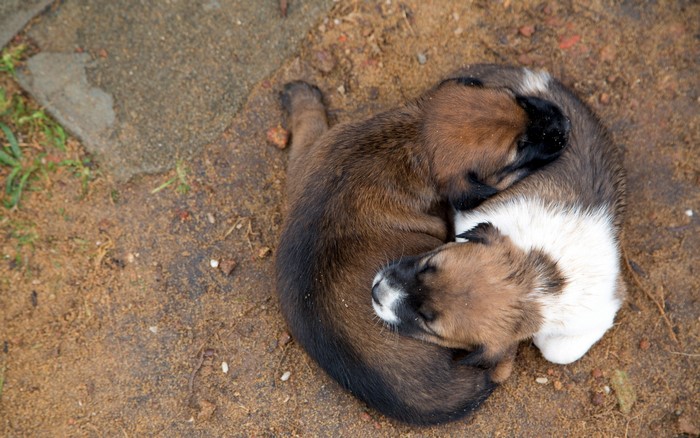 Two puppies sleeping curled up together