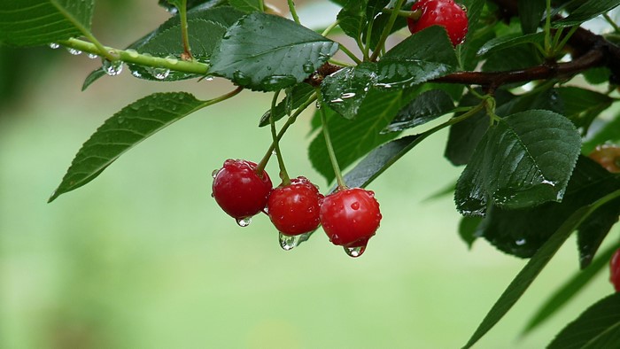 Cherries with water drops on a branch
