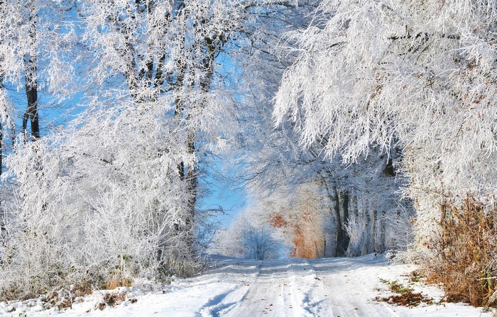 Snowy forest road with frosted trees