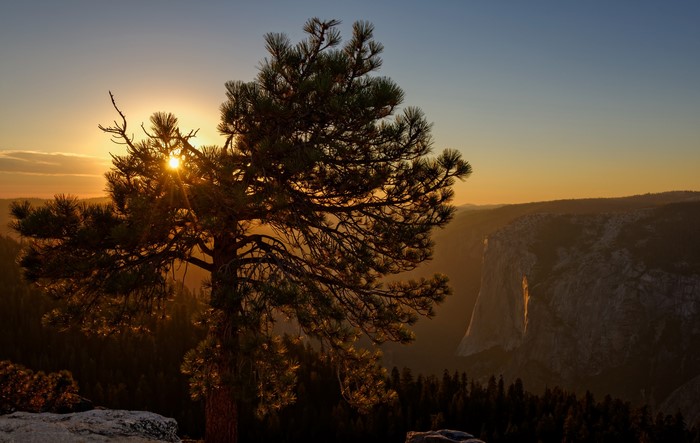 Sunset over Yosemite National Park with a pine tree