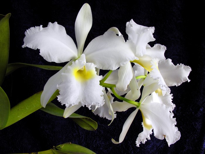 White Cattleya orchid with yellow center