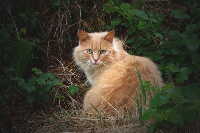 Orange cat with green eyes in foliage