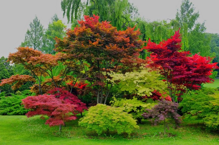 Japanese Maple trees in a park in Valeggio Veneto, Italy