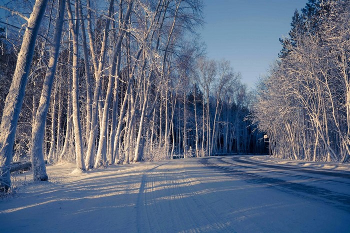 Snowy forest road with bare trees and sunlight