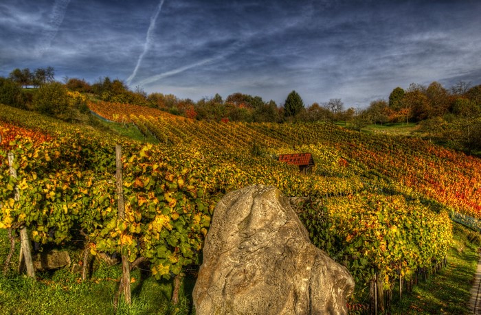 Vineyard in Remshalden, Germany during autumn