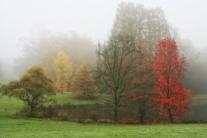 Autumn trees in fog at the Royal Botanic Gardens, Belgium