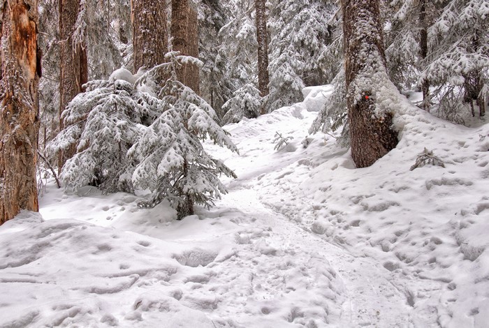 Winter forest trail covered in snow