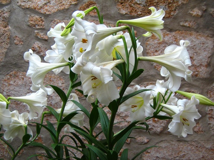 White lilies against a stone wall