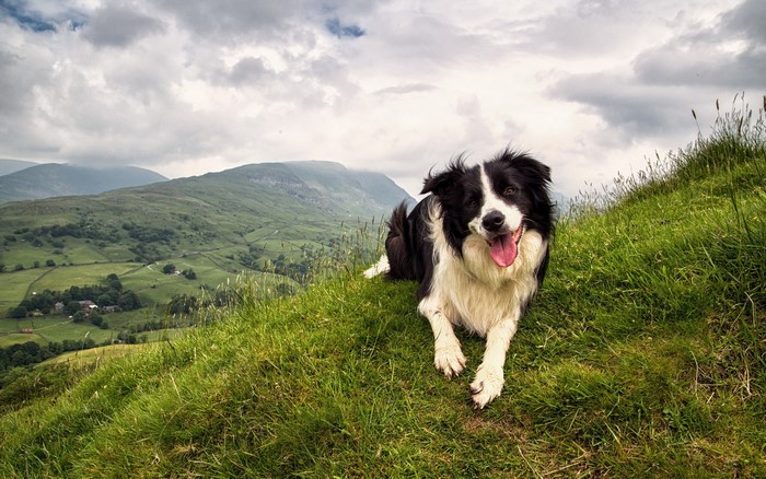 Border Collie dog lying on a grassy hill