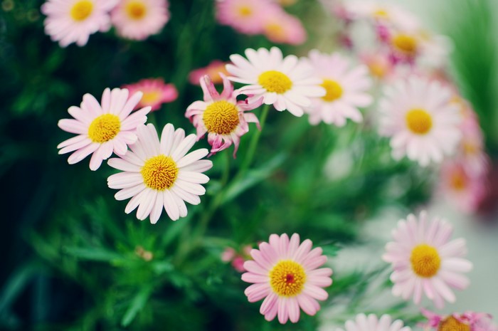Pink and white daisies with yellow centers
