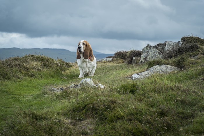 Basset Hound on a Grassy Hillside