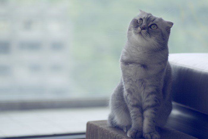 Scottish Fold cat sitting by a window