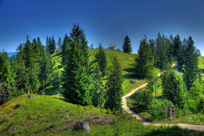 Mountain landscape with trees and a small cabin
