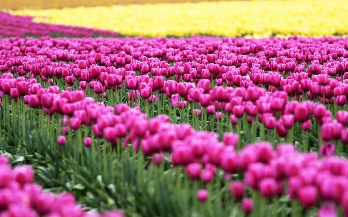 Field of Pink and Yellow Tulips