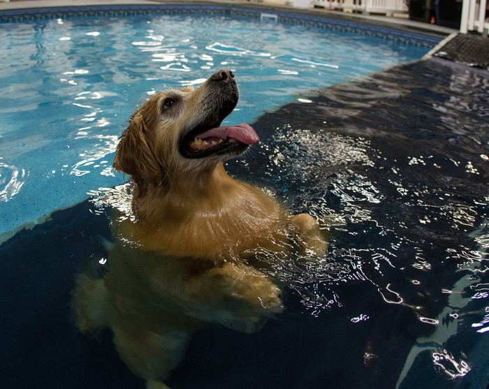 Golden Retriever dog swimming in a pool