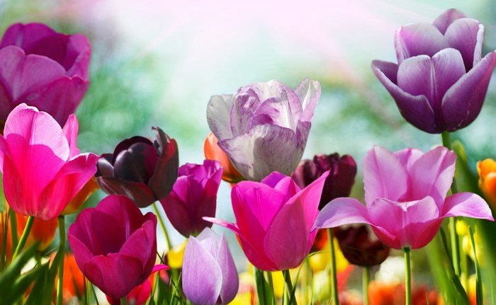 4K Tulips