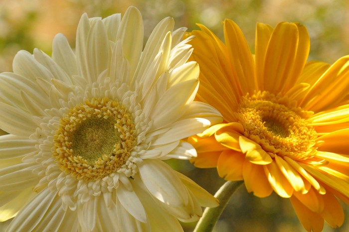 Two Gerberas, one white and one yellow