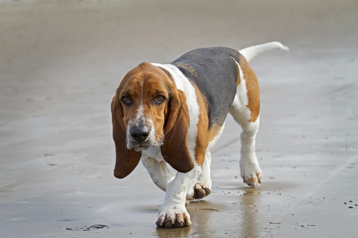 Basset Hound dog walking on a wet sandy beach