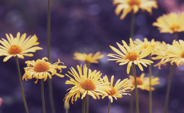 Yellow daisies with purple background