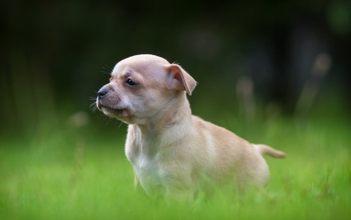 Chihuahua puppy sitting in green grass