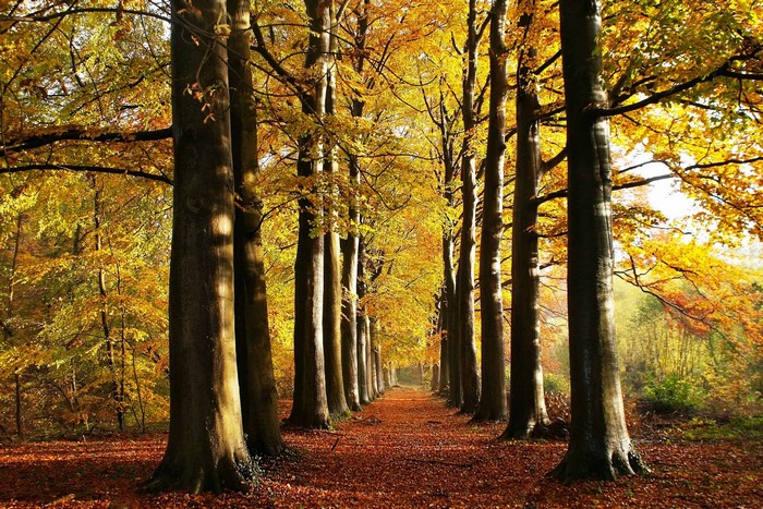 Autumn Avenue of Trees