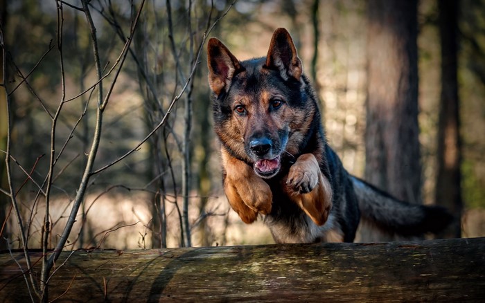 German Shepherd jumping over a log in a forest