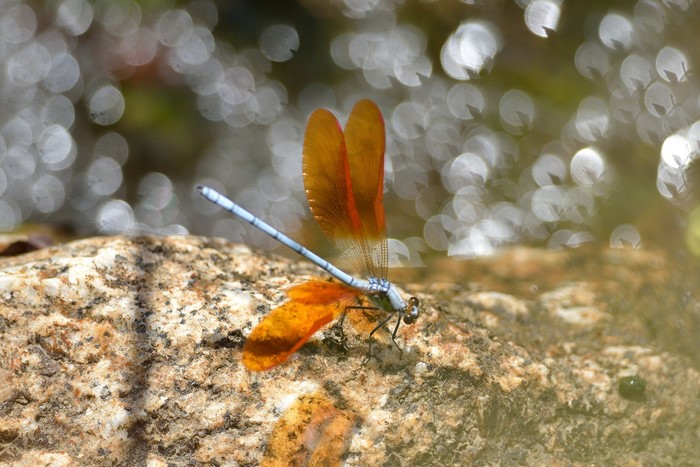 Orange dragonfly with blue body on a rock