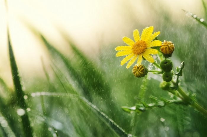 Yellow flower with raindrops and grass