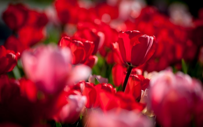 Field of Red Tulips