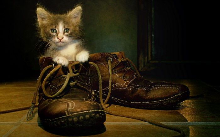 Kitten sitting in a brown boot