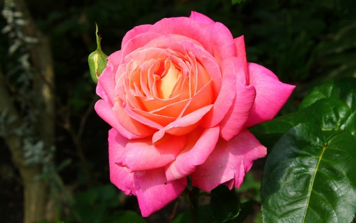 Pink and orange rose in bloom