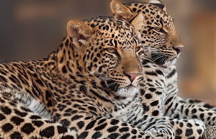 Two leopards resting together