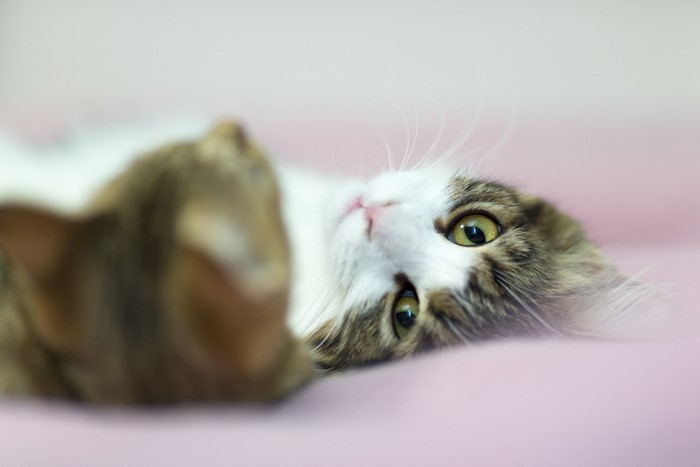 Two cats lying on a pink surface