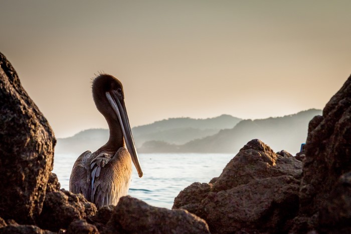 Pelican perched on rocks by the sea at sunset