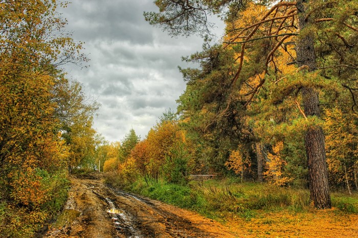 Autumn forest road with colorful trees and cloudy sky