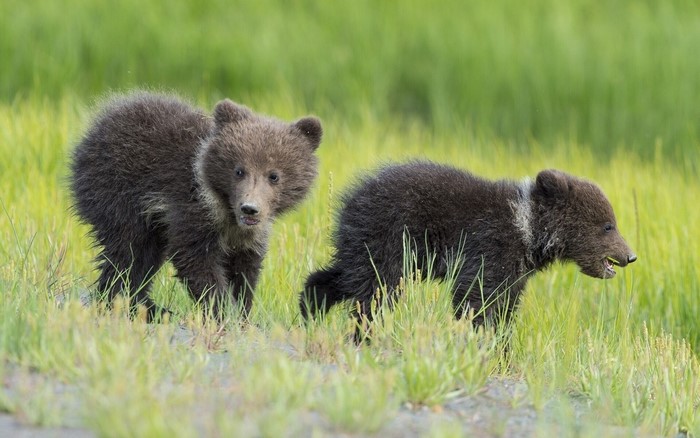 Two brown bear cubs in green grass