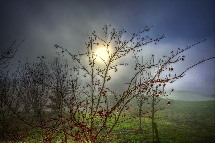 Foggy landscape with bare branches and red berries