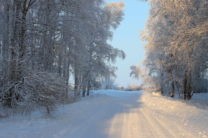 Snowy road through a winter forest