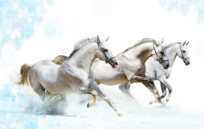 Three White Horses Running in Snow