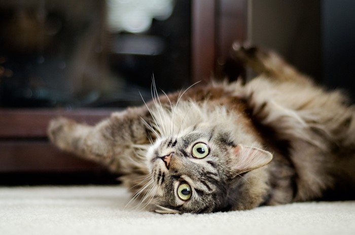 A fluffy tabby cat lying on its back