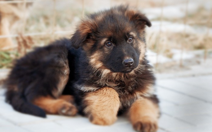 German Shepherd puppy lying down