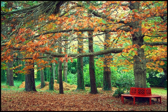 Autumn park with trees and a red bench