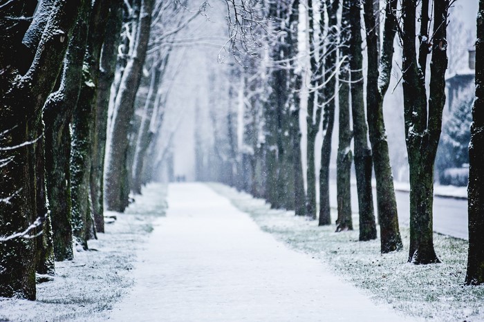 Snowy Avenue Lined with Trees